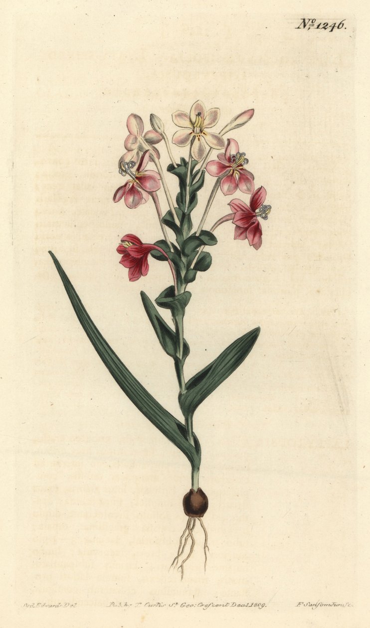 Lapeirousia pyramidalis (Løvpigget lapeyrousia, Lapeyrousia fissifolia). Håndfarvet kobberstik af F. Sansom Jr. efter en illustration af Sydenham Edwards fra William Curtis
