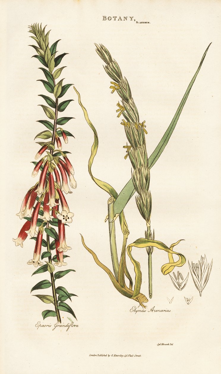 Storblomstret Epacris og Lyme Grass af Sydenham Teast Edwards