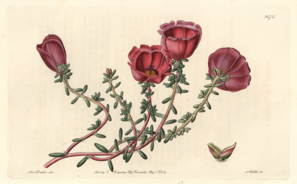Storblomstret portulak eller elleve-timers ridder, hjemmehørende i Chile - S. Watts stærkt vand fra en illustration af Sarah Anne Drake (1803-1857), fra det botaniske register af Sydenham Teast Edwards