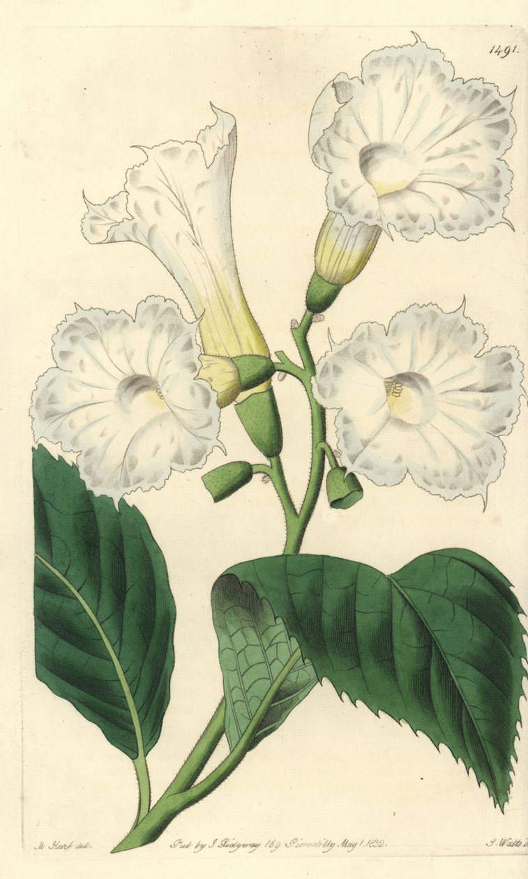 Storblomster cordia - storblomstret cordia, Cordia grandiflora. Håndfarvet kobberstik af S. Watts efter en illustration af M. Hart fra Sydenham Edwards