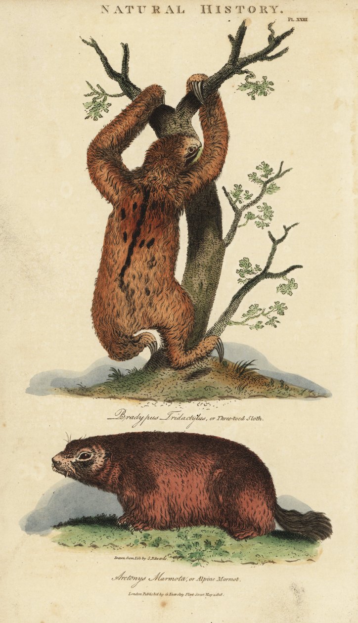 Doven tridactyl eller ai og murmeldyr - Tretået dovendyr, Bradypus tridactylus, og alpemurmeldyr, Marmota-marmota (Arctonys marmota). Håndfarvet kobberstik efter Sydenham Edwards fra John Mason Goods Pantologia, a New Encyclopedia, G. Kearsley, L. af Sydenham Teast Edwards