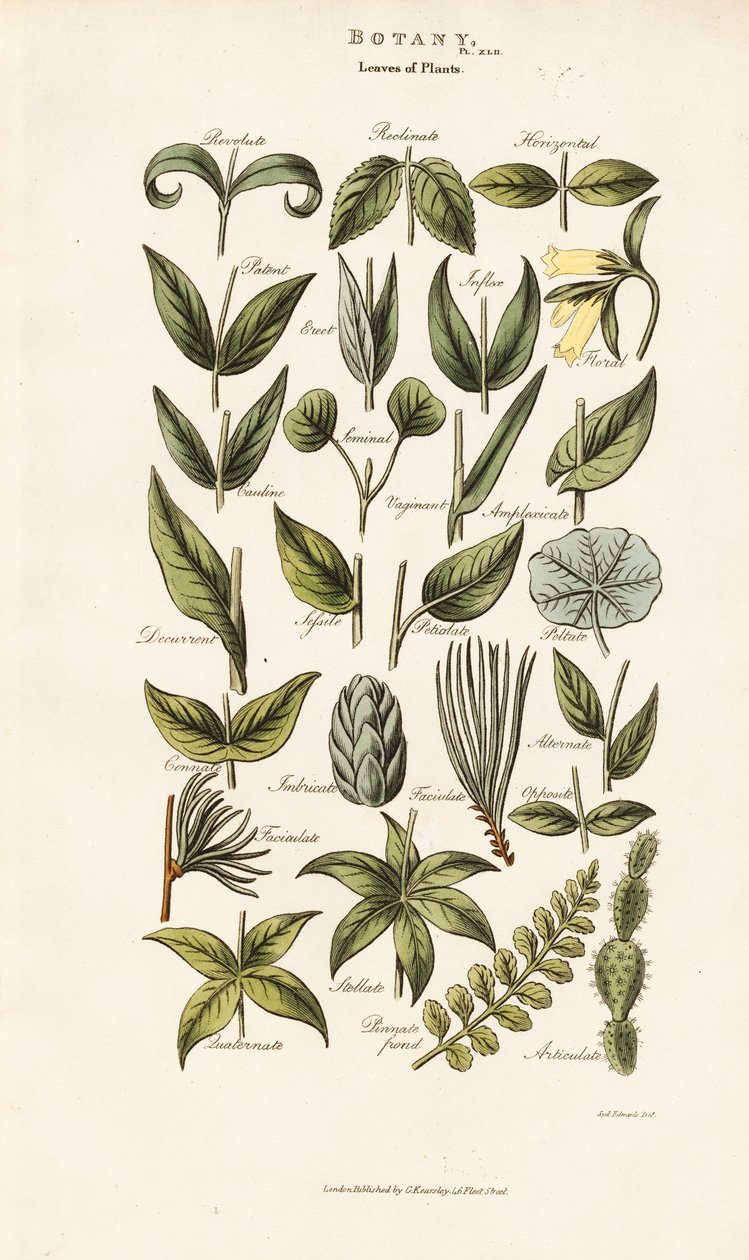 Bladformer og arrangementer af Sydenham Teast Edwards