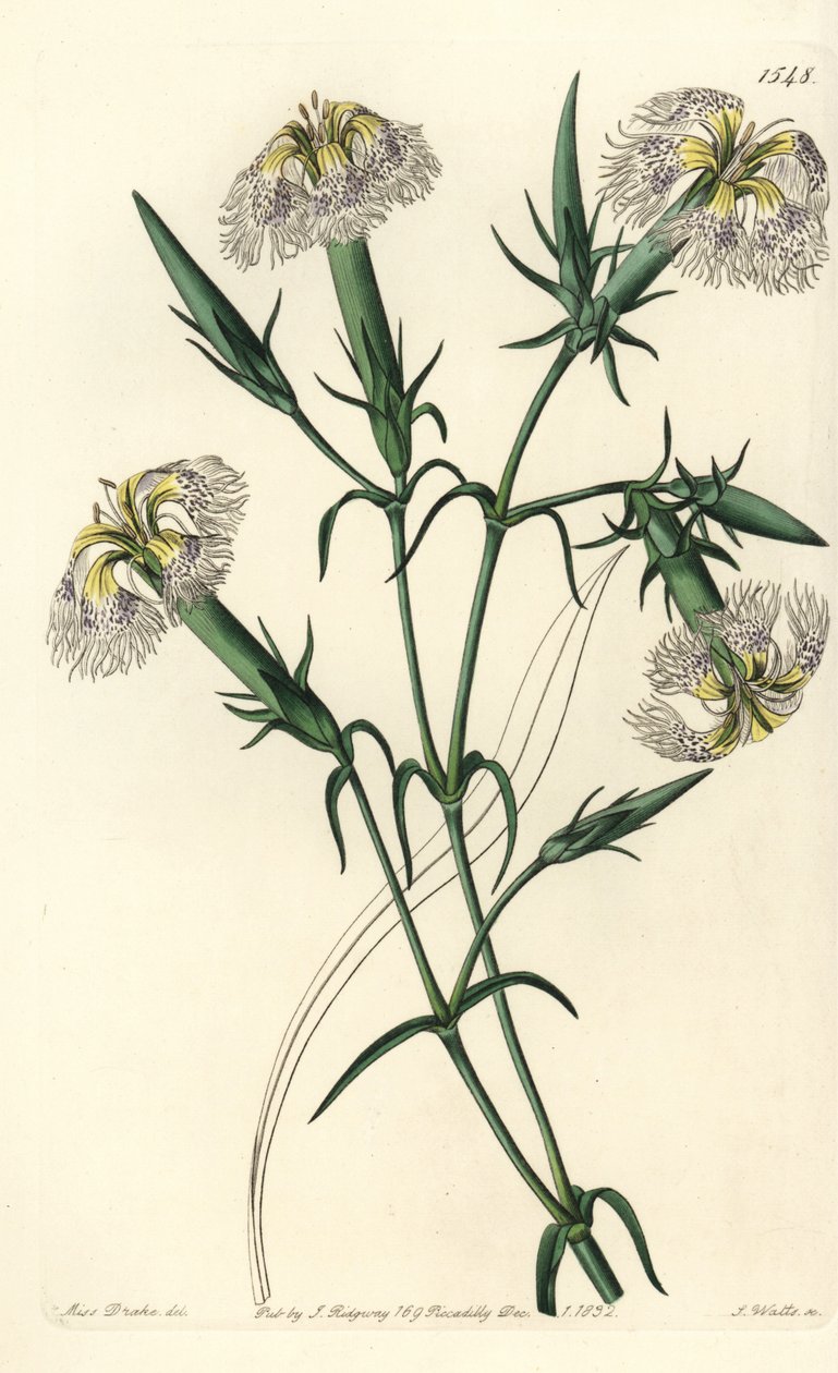 Libanonnellike (art i fare) - Pink af Libanon, Dianthus libanotis. Truede arter. Håndfarvet kobberstik af S. Watts efter en illustration af Miss Sarah Drake fra Sydenham Edwards
