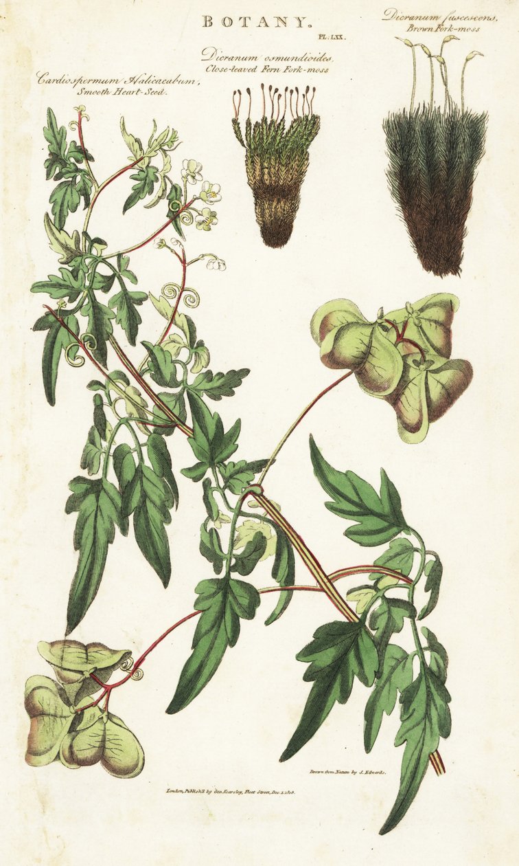 Liane hjerte af Indien eller peas de coeur et deux variete de mousses - Ballonplante eller glat hjertefrø, Cardiospermum halicacabum, tætbladet bregnegaffelmos, Dicranum osmundioides og brun gaffelmos, Dicranum fuscescens. Håndfarvet kobberstik af Sydenham Teast Edwards