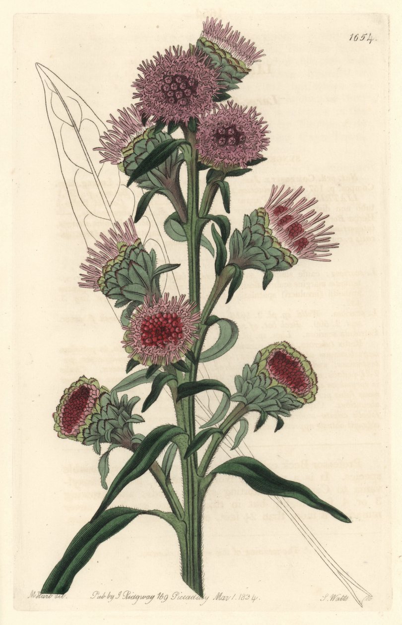 Liatid eller liatris, hjemmehørende i Nordamerika - S. Watts stærkt vand fra en illustration af M. Hart, fra det botaniske register af Sydenham Teast Edwards