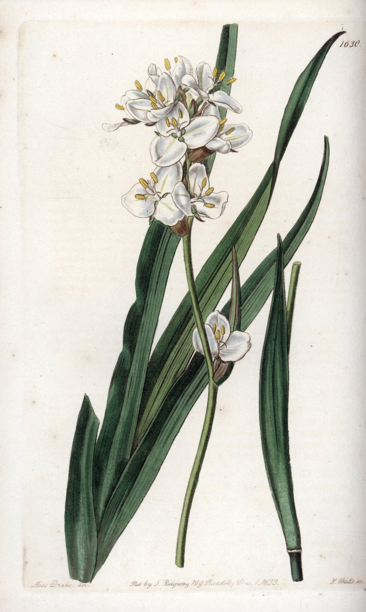 Libertia, endemisk for Chile - graveret af S.Watts, fra en illustration af Sarah Anne Drake (1803-1857), fra Botanical Register of Sydenham Edwards (1768-1819), England af Sydenham Teast Edwards