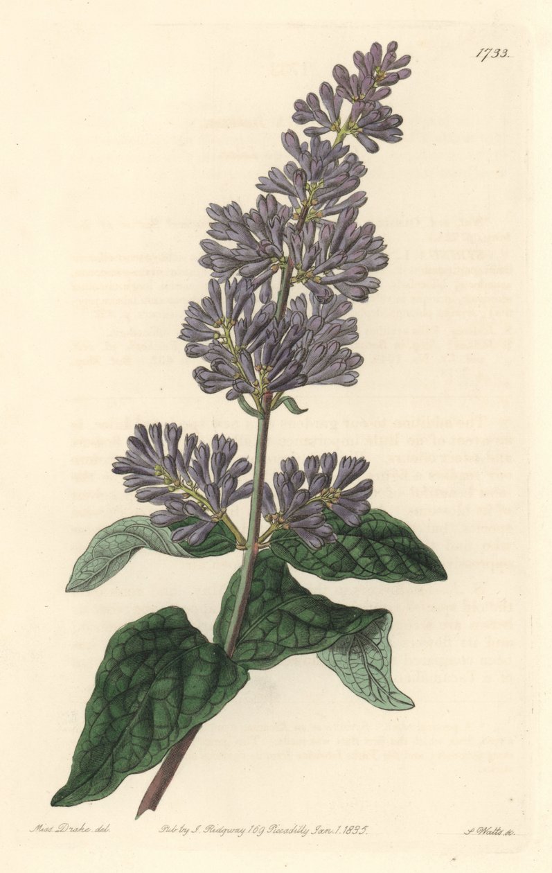 Syren af Ungarn - Stærkt vand af S. Watts fra en illustration af Sarah Anne Drake (1803-1857), fra det botaniske register af Sydenham Teast Edwards