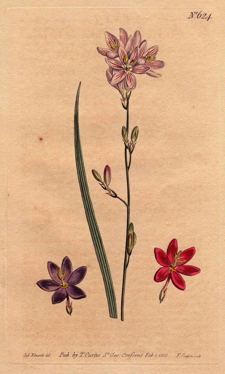 Liljer (liljer) af bles, med eksempler på forskellige farver: pink, lilla, ecarlate. Flexuose ixia med eksempler på farvevarianter: pink, lilla og skarlagen. Ixia flexuosa. Håndfarvet kobberstik fra en botanisk illustration af Sydenham Edw af Sydenham Teast Edwards