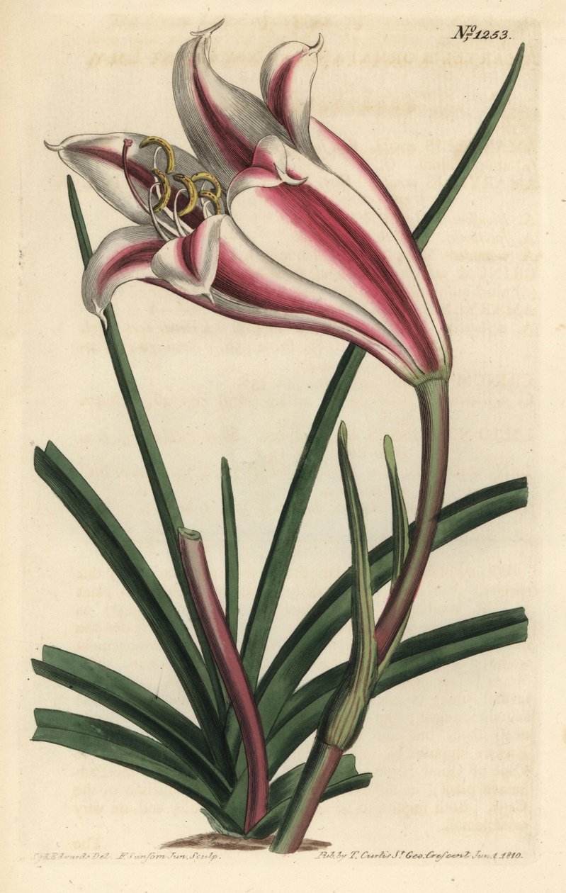 Lily Variete - Cape coast lilje, Crinum ornatum (Amaryllis ornata). Håndfarvet kobberstik af F. Sansom Jr. efter en illustration af Sydenham Edwards fra William Curtis