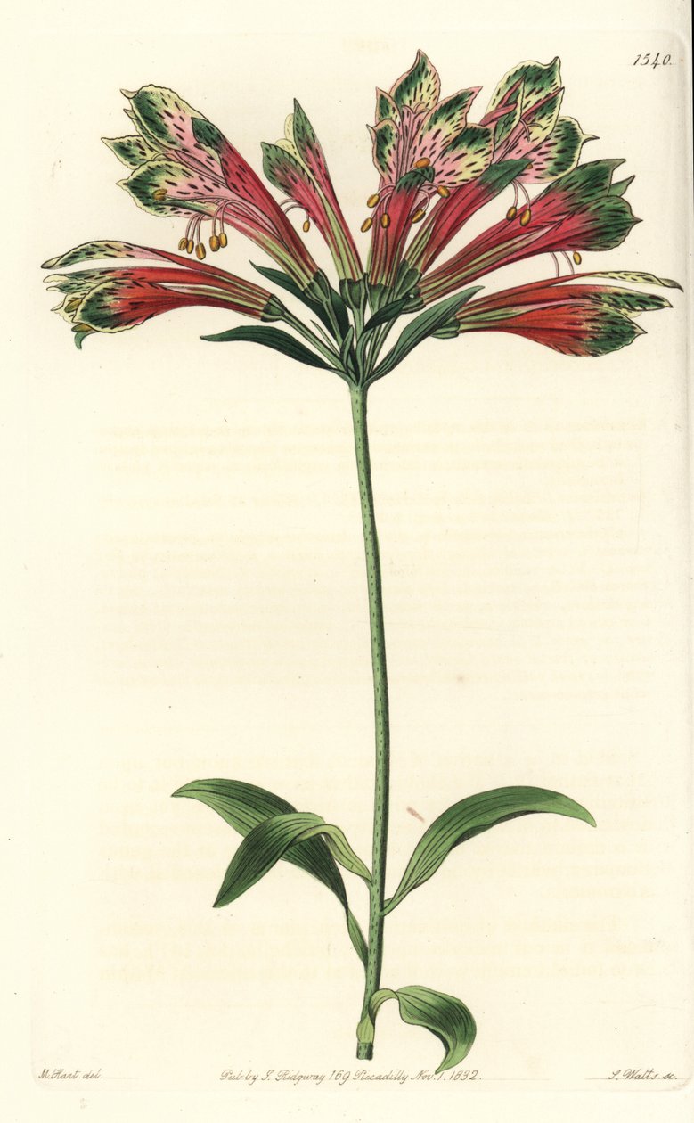 Inkalilje eller Peru (alstroemere eller alstroemerie) - Peruviansk lilje, Alstroemeria pulchella (papegøje alstroemeria, Alstroemeria psittacina). Håndfarvet kobberstik af S. Watts efter en illustration af M. Hart fra Sydenham Edwards