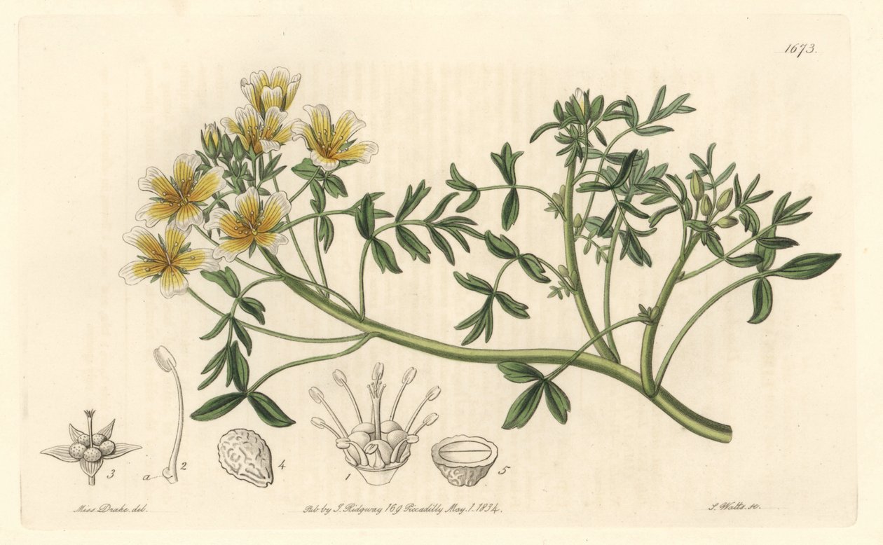 Limnanthe, oprindeligt fra Californien - S. Watts Strong Water fra en illustration af Sarah Anne Drake (1803-1857), fra det botaniske register af Sydenham Teast Edwards