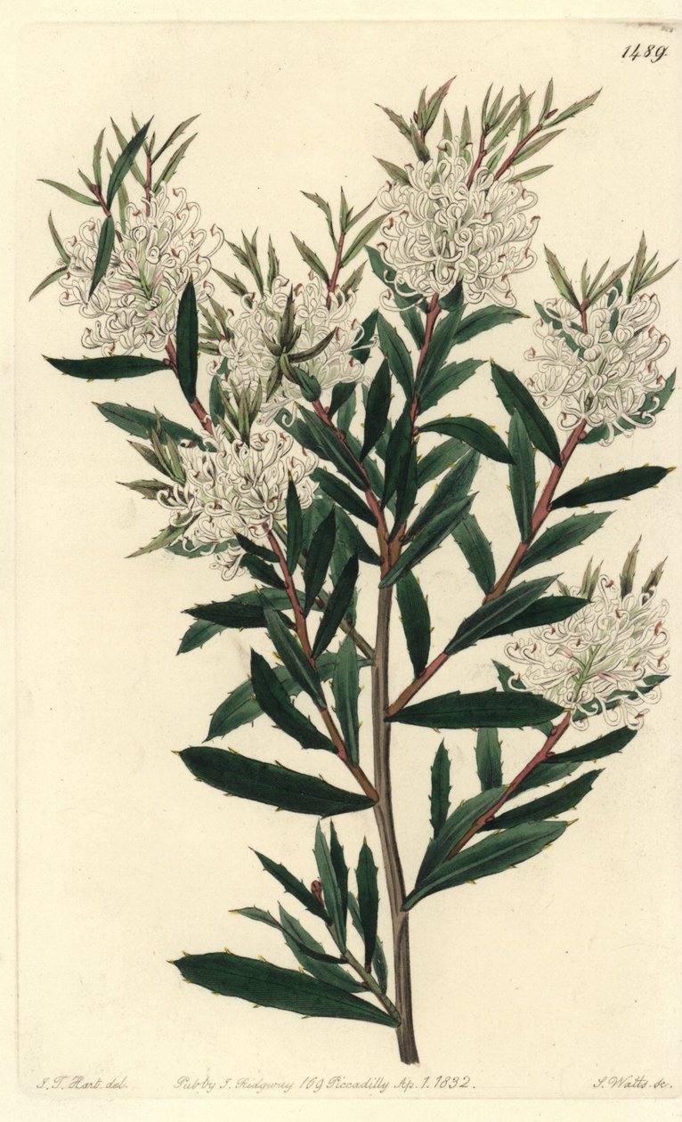 Linærbladet kulmule, Hakea linearis. Håndkoloreret kobberstik af S. Watts efter illustration af J.T. Hart fra Sydenham Edwards