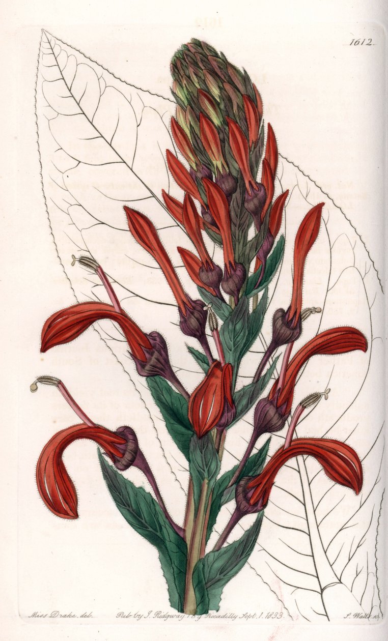 Lobelia variete (eller kardinal) fra Chile - Plade graveret af S.Watts, efter en illustration af Sarah Anne Drake (1803-1857), fra Sydenham Edwards