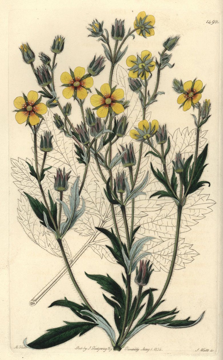 Langbladet cinquefolia variete - Potentilla longifolia (Viscid cinquefoil, Potentilla viscosa). Håndfarvet kobberstik af S. Watts efter en illustration af M. Hart fra Sydenham Edwards