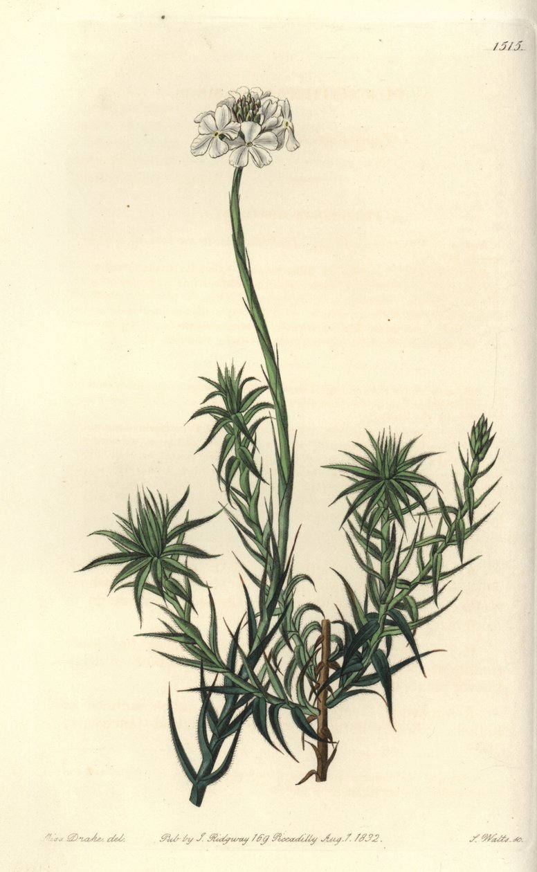 Langbladet sphenotoma, Sphenotoma capitatum. Håndfarvet kobberstik af S. Watts efter en illustration af Miss Sarah Drake fra Sydenham Edwards