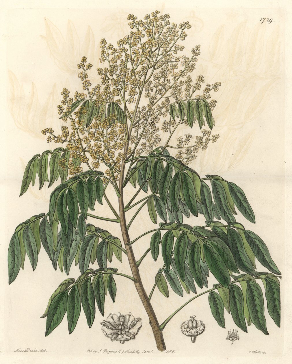 Longanier, oprindeligt fra Kina - S. Watts stærkt vand fra en illustration af Sarah Anne Drake (1803-1857), fra det botaniske register af Sydenham Teast Edwards