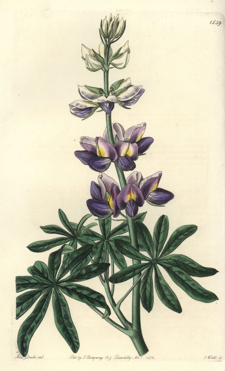 Lupin - Udskiftelig lupinus, Lupinus mutabilis. Håndfarvet kobberstik af S. Watts efter en illustration af Miss Sarah Drake fra Sydenham Edwards