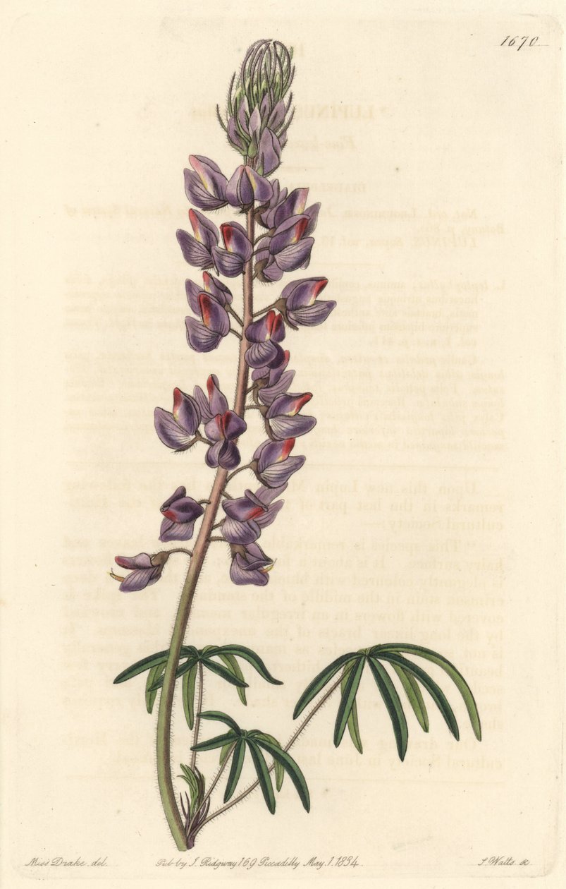 Lupin med smalle blade - Stærkt vand af S. Watts fra en illustration af Sarah Anne Drake (1803-1857), fra det botaniske register af Sydenham Teast Edwards