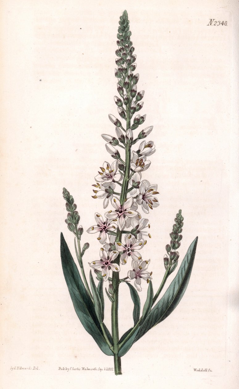 Lysimaque ephemere - Sølv- eller pilbladede løsstriber, Lysimachia ephemerum. Håndfarvet kobberstik af Weddell efter en illustration af Sydenham Edwards fra Samuel Curtis