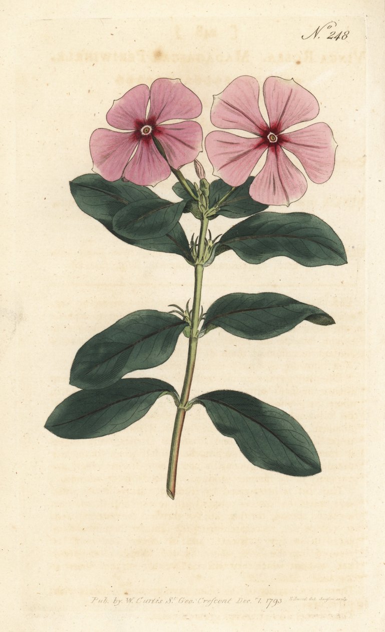 Madagaskar Periwinkle - Madagaskar Periwinkle, Catharanthus roseus (Vinca rosea). Håndfarvet kobberstik af Sansom efter en illustration af Sydenham Edwards fra William Curtis