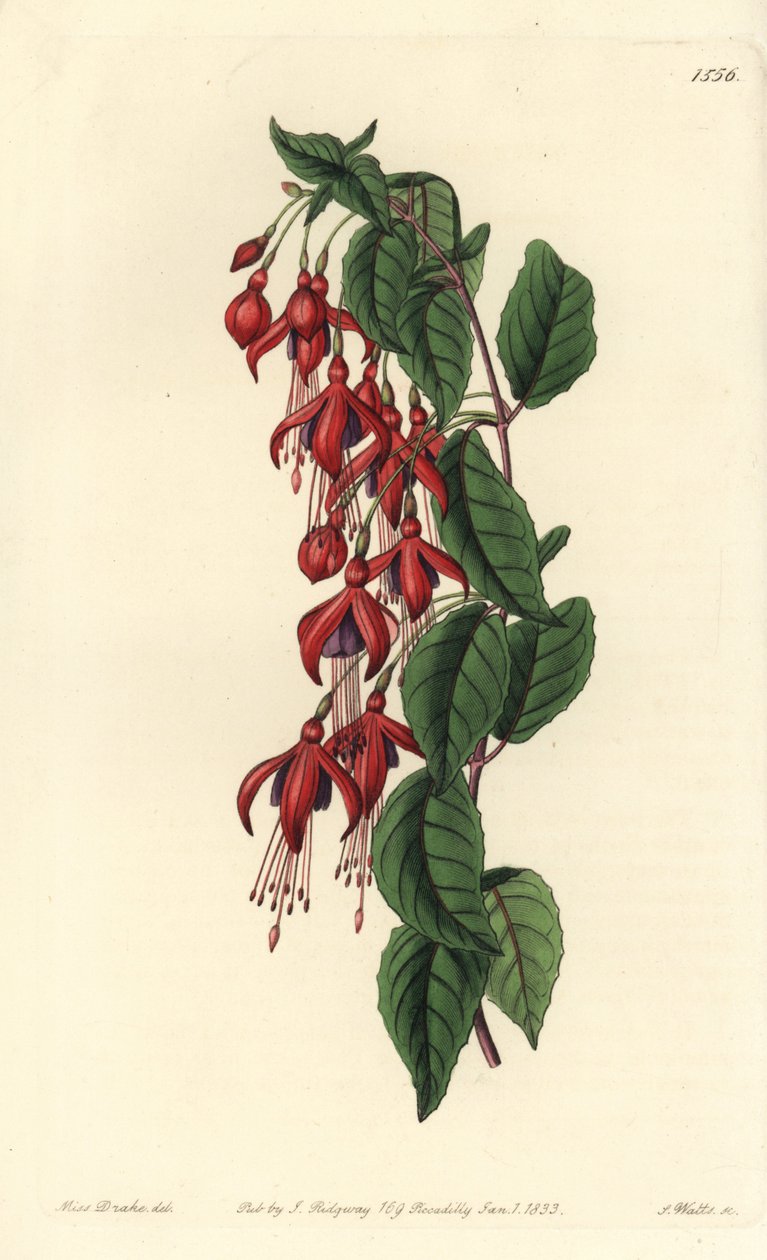 Magellan fuchsia - Hummingbird fuchsia, Fuchsia magellanica (Ballonblomstret fuchsia, Fuchsia globosa). Håndfarvet kobberstik af S. Watts efter en illustration af Miss Sarah Drake fra Sydenham Edwards