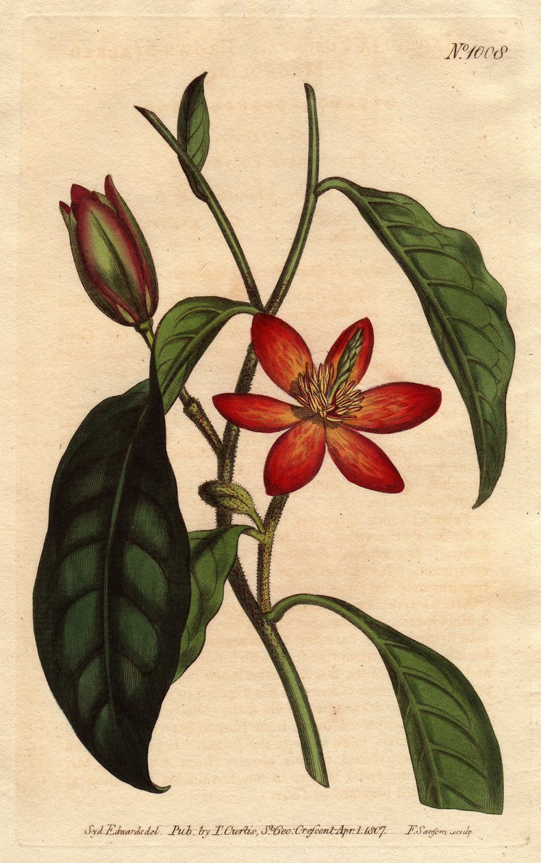 Magnolia har brun stilk, med orange blomster og ecarlates, hjemmehørende i Kina. Brun stilket magnolia med skarlagenrøde og orange blomster. En indfødt i Kina. Magnolia fuscata. Håndfarvet kobberstik fra en botanisk illustration af Sydenham Edwards fr af Sydenham Teast Edwards