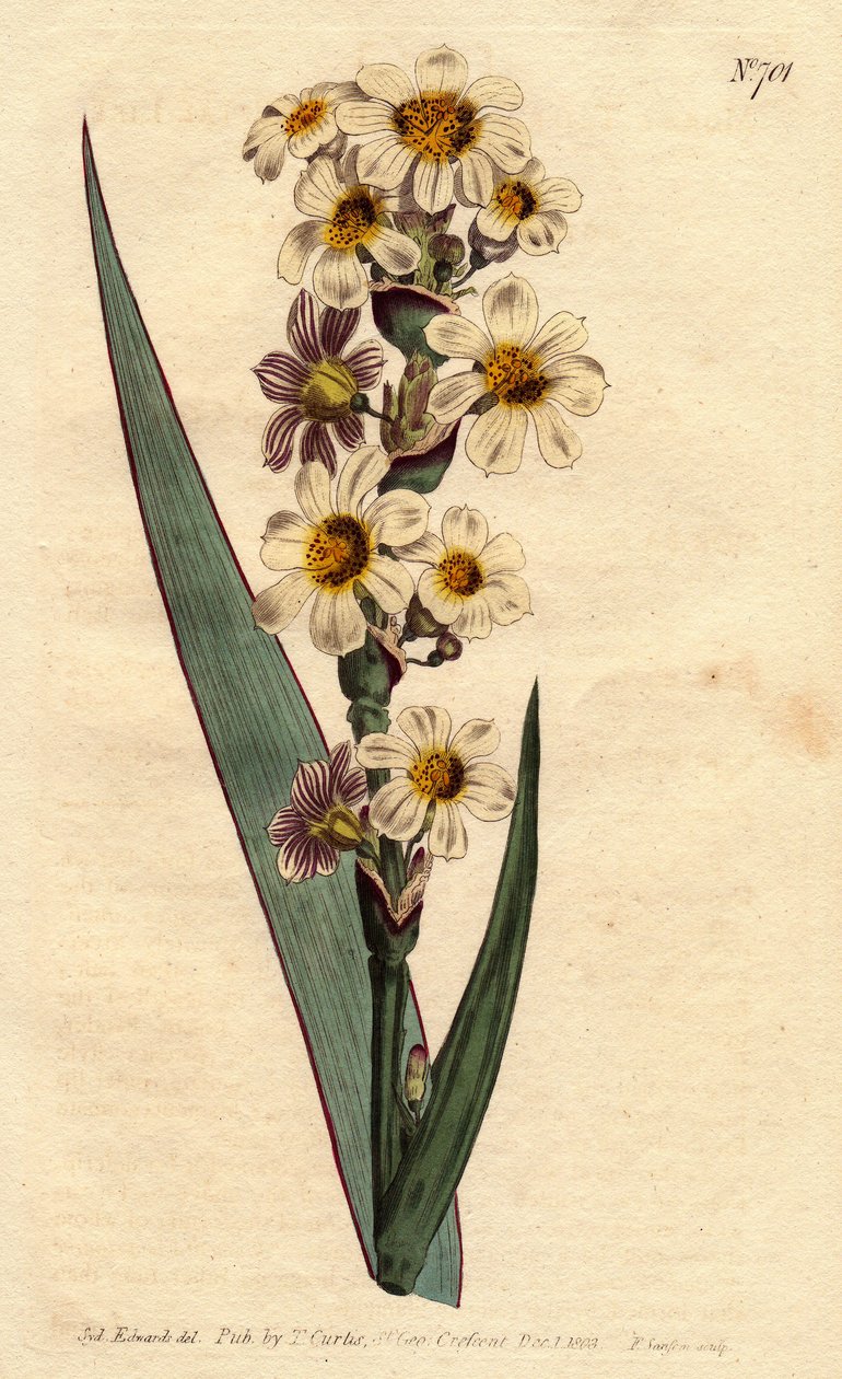 Marica har hvide, gule stribede blomster og lilla linjer. Stribet blomstret marica med hvide, gule og renstribede blomster. Marica striata. Håndfarvet kobberstik fra en botanisk illustration af Sydenham Edwards fra William Curtis