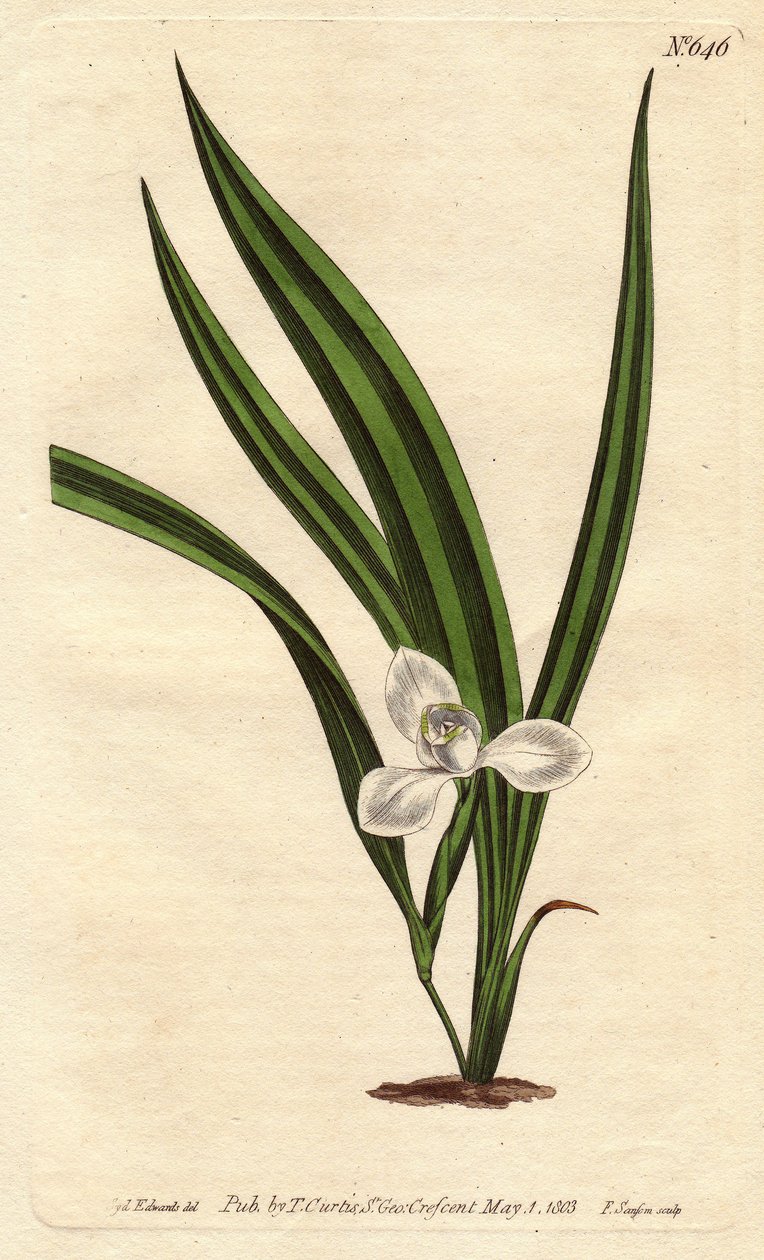 Marica marica med små hvide blomster og smalle og stribede blade. Marsh marica med små hvide blomster og smalle stribede blade. Marica paludosa. Håndkoloreret kobberstik fra en botanisk illustration af Sydenham Edwards fra William Curtis