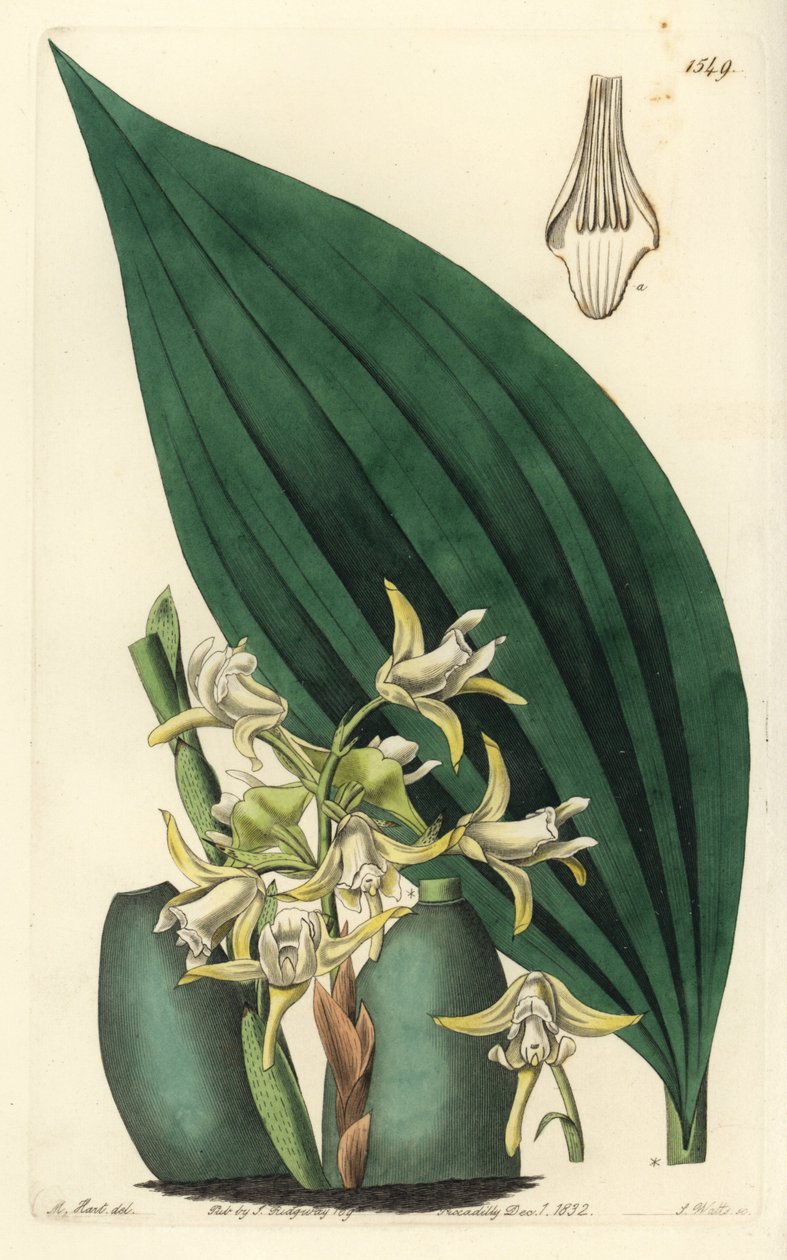 Maxillaria palmifolia orkidé (Bleg gul maxillaria, Maxillaria decolor). Håndkoloreret kobberstik af S. Watts efter en illustration af M. Hart fra Sydenham Edwards