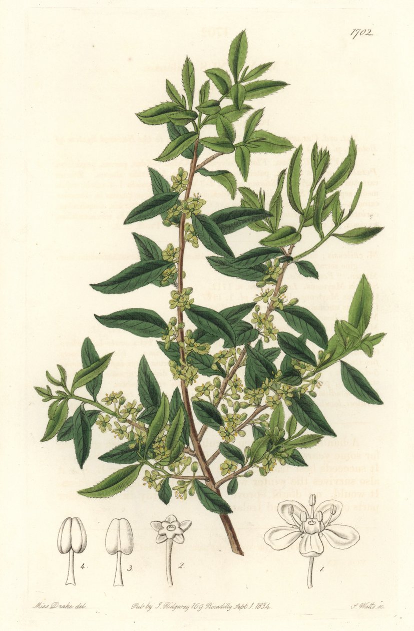 Maytenus boaria (maiten), endemisk til Central- og Sydamerika - Stærkt vand af S. Watts fra en illustration af Sarah Anne Drake (1803-1857), fra det botaniske register af Sydenham Teast Edwards