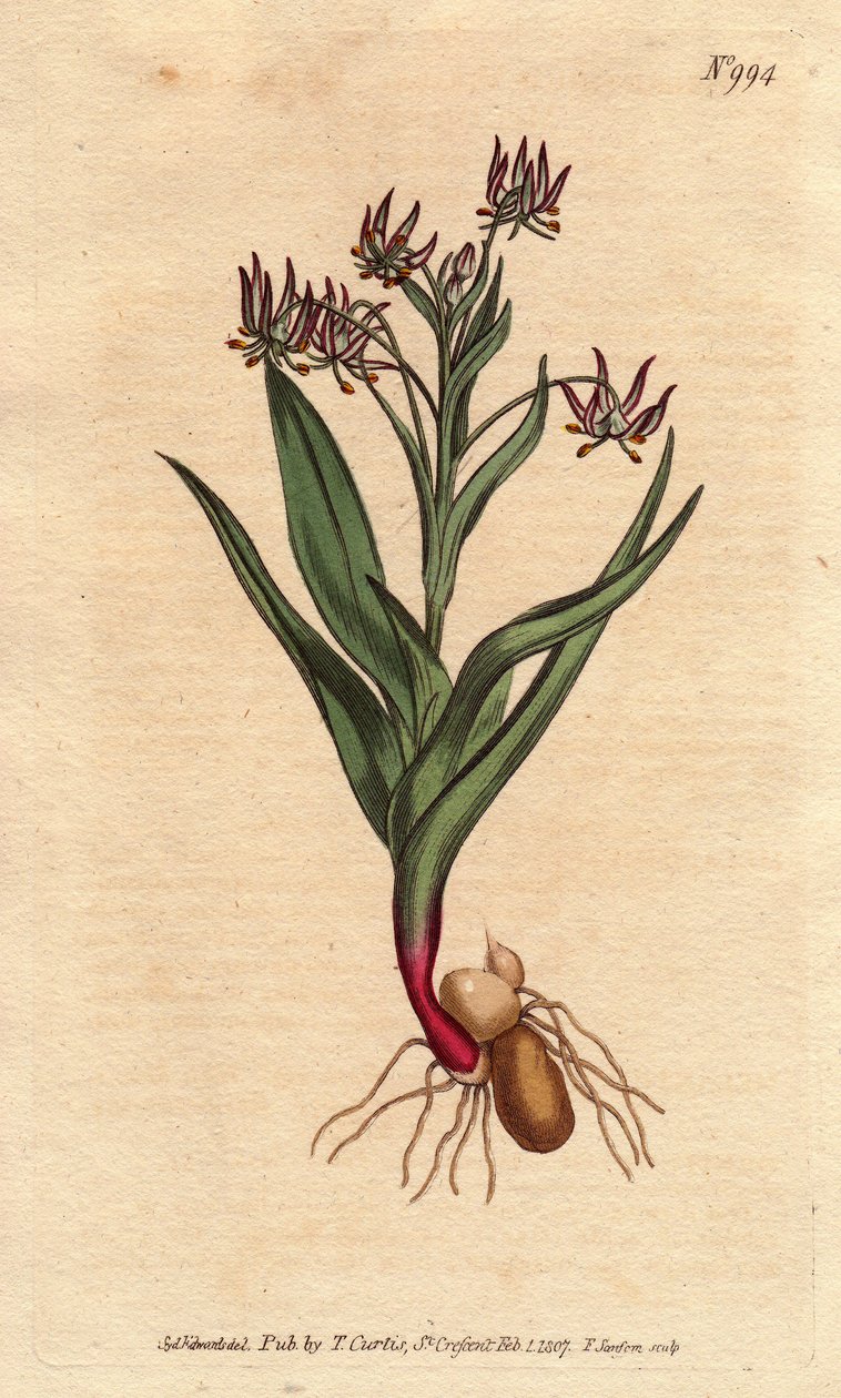 Melanthium forgrenet, med mange små blomster lilla, løg og rødder. Forgrenet melanthium, med mange små lilla blomster og løg og rodstruktur. Ornithoglossum viride (Melanthium viride) Håndfarvet kobberstik fra en botanisk illustration af Sydenham Teast Edwards