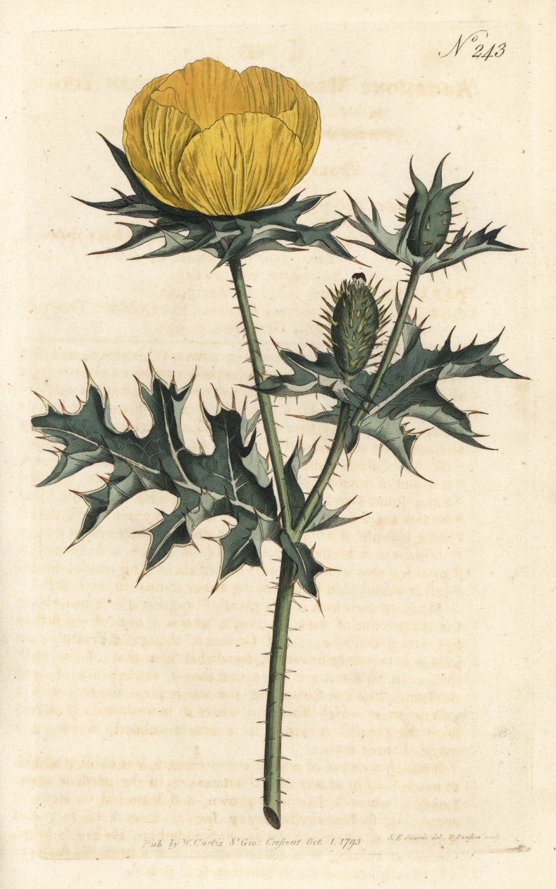 Mexicansk argemone - Mexicansk argemone eller stikkende valmue, Argemone mexicana. Håndkoloreret kobberstik af Sansom efter en illustration af Sydenham Edwards rom William Curtis