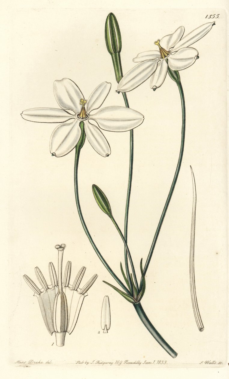 Mexican Star - Mexicansk stjerne eller snehvid milla, Milla biflora. Håndfarvet kobberstik af S. Watts efter en illustration af Miss Sarah Drake fra Sydenham Edwards