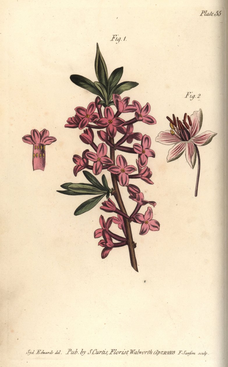 Mezereon, Daphne mezereum, Octandria af Sydenham Teast Edwards