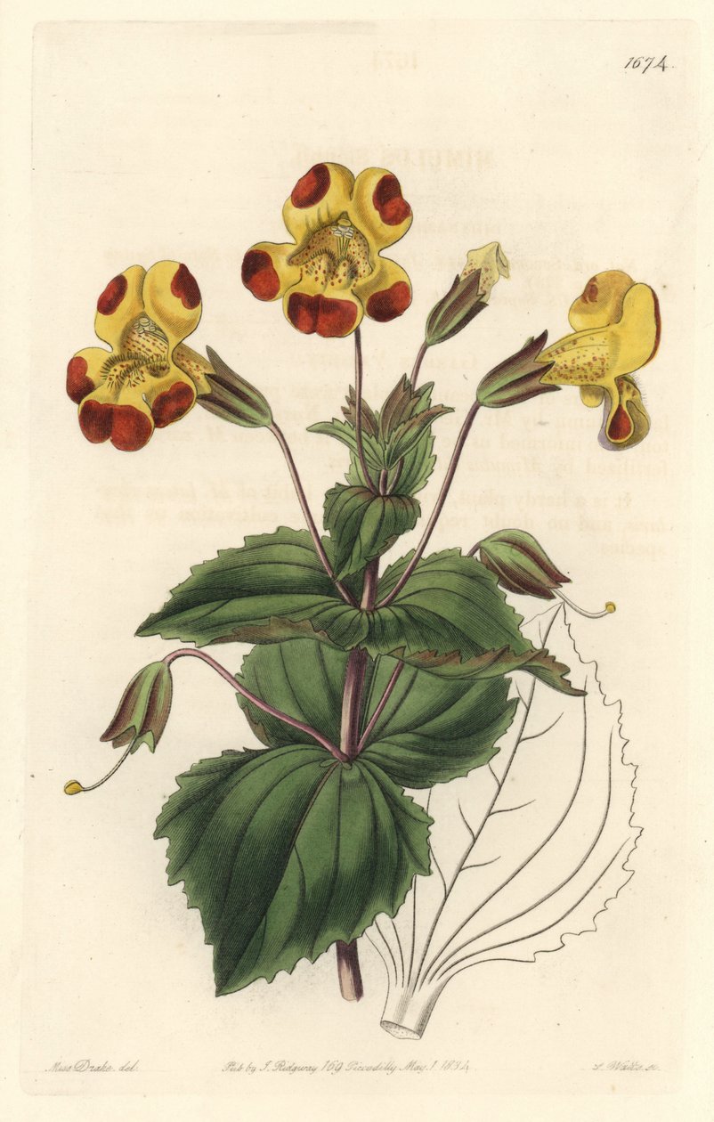 Mimule, med tilnavnet Abeblomst eller Moskusblomst, hybridsort - S. Watts Strong Water fra en illustration af Sarah Anne Drake (1803-1857), fra Botanical Register af Sydenham Teast Edwards