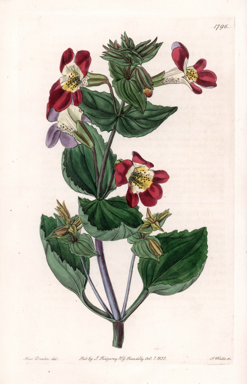 Mimule-varietet, kaldet abeblomst eller moskusblomst - Indgraveret tavle af S.Watts, fra en illustration af Sarah Anne Drake (1803-1857), fra Botanical Register of Sydenham Edwards (1768-1819), England af Sydenham Teast Edwards