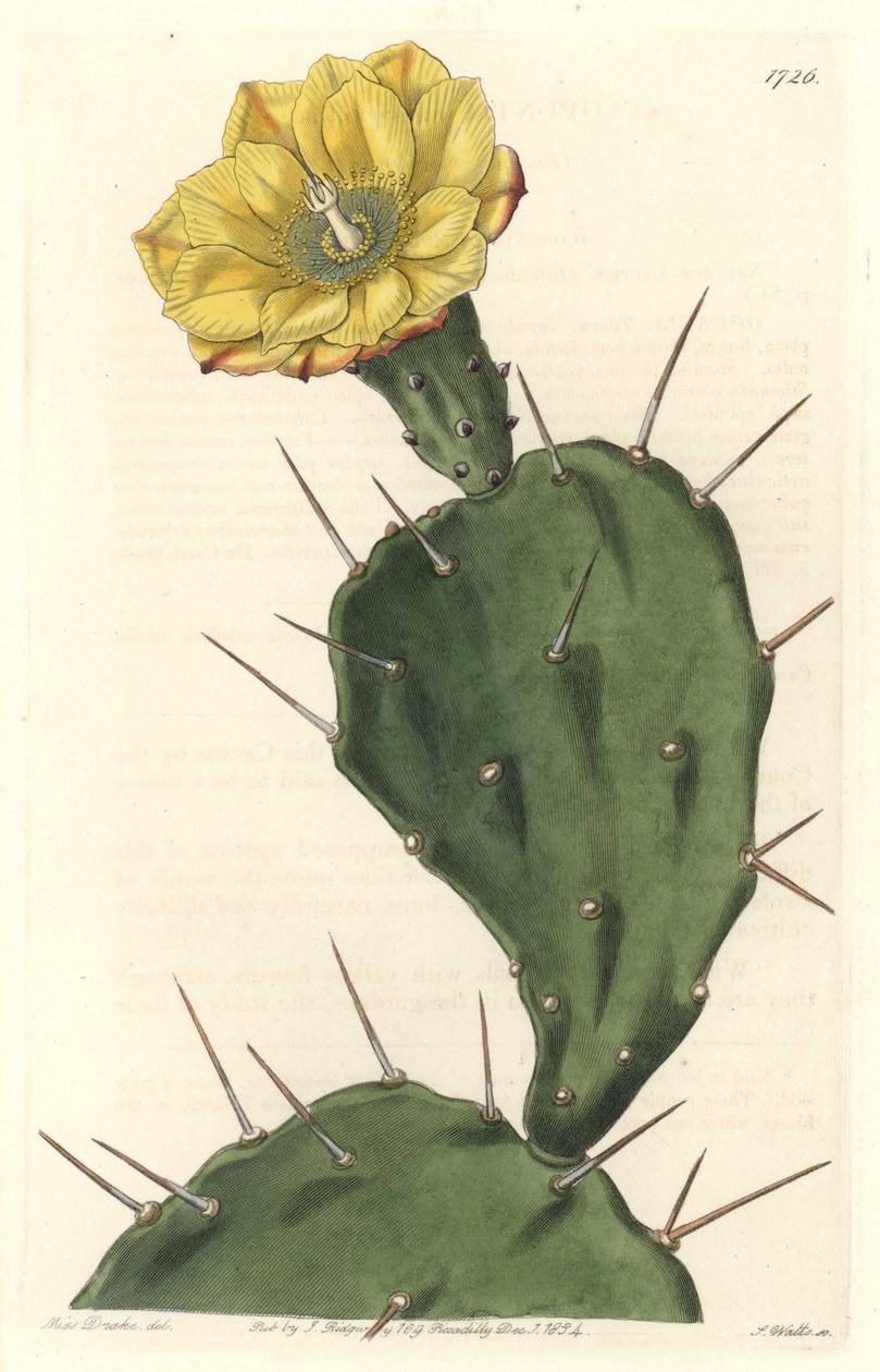 Monacanth Pactus, blomstrende kaktus, hjemmehørende i Sydamerika - Strong water af S. Watts fra en illustration af Sarah Anne Drake (1803-1857), fra det botaniske register af Sydenham Teast Edwards