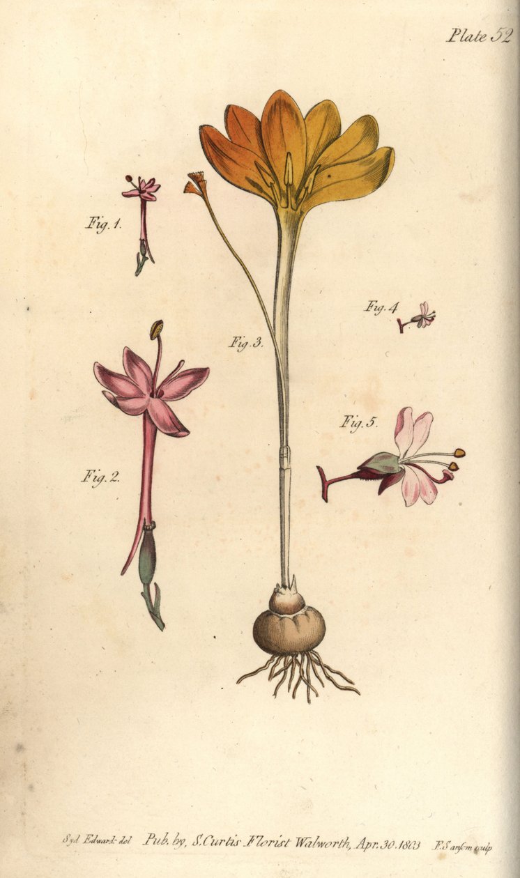 Monandria 1,2, klæde af guld, Crocus angustifolius (Triandria) 3, og enchanter