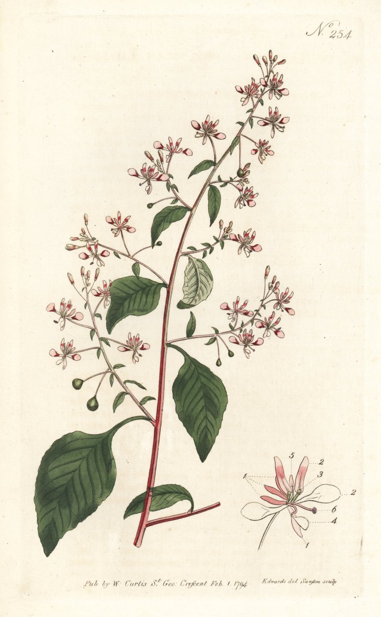Myggeblomst eller mexicansk lopezia, Lopezia racemosa. Håndfarvet kobberstik af Sansom efter en illustration af Sydenham Edwards fra William Curtis