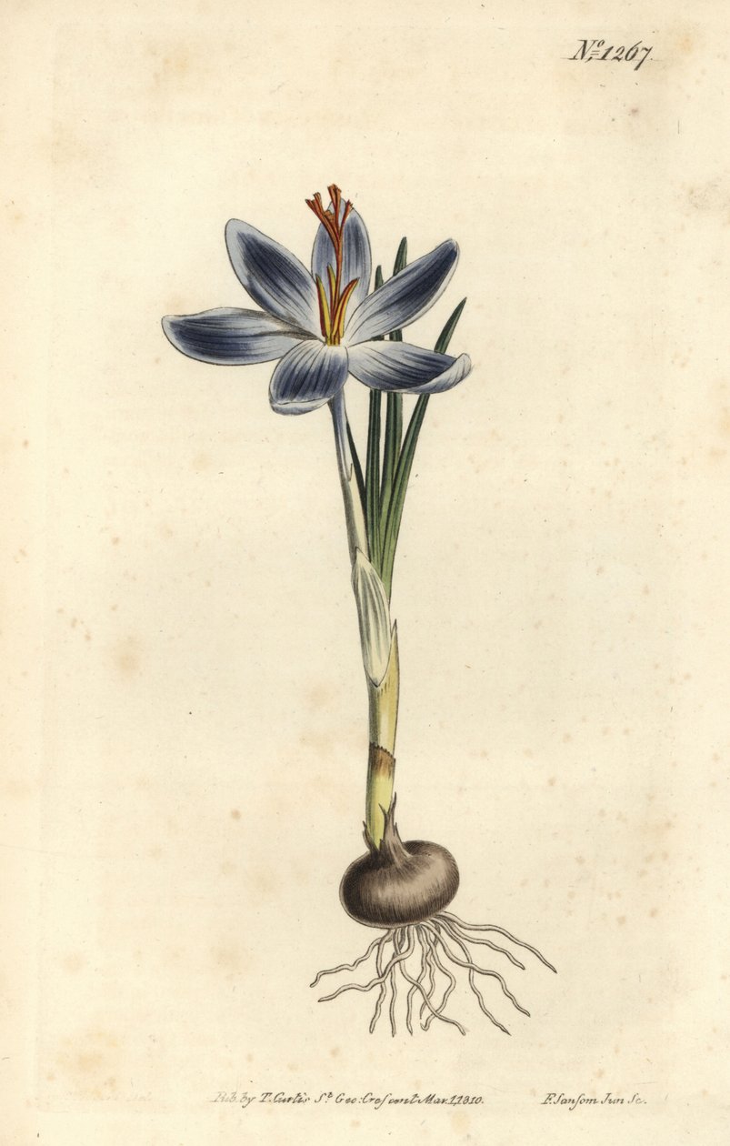 Bjergkrokus, Crocus serotinus. Håndfarvet kobberstik af F. Sansom Jr. efter en illustration af Sydenham Edwards fra William Curtis