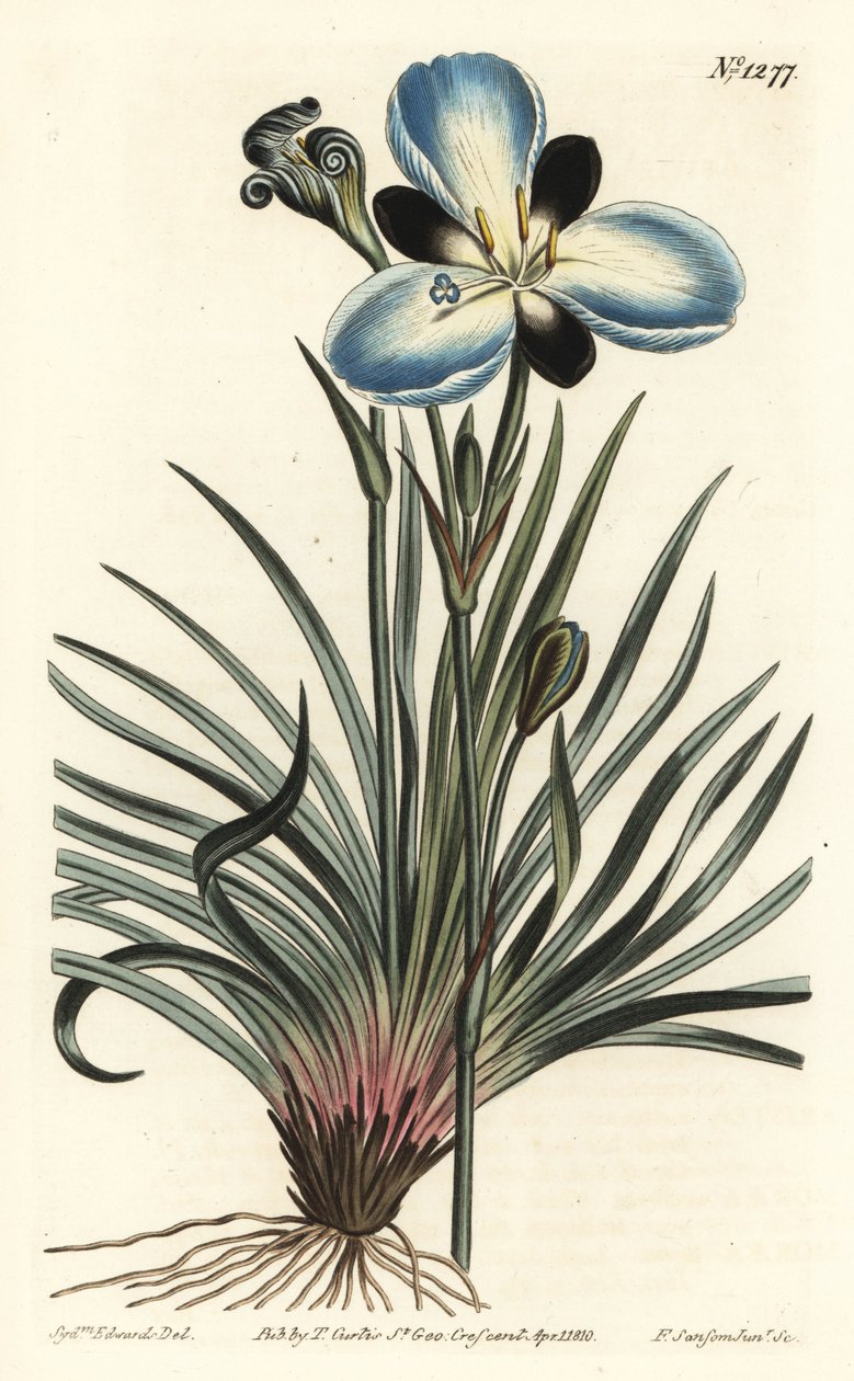 Sørgeblomstret Aristea, Aristea lugens (Aristea melaleuca). Håndfarvet kobberstik af F. Sansom Jr. efter en illustration af Sydenham Edwards fra William Curtis