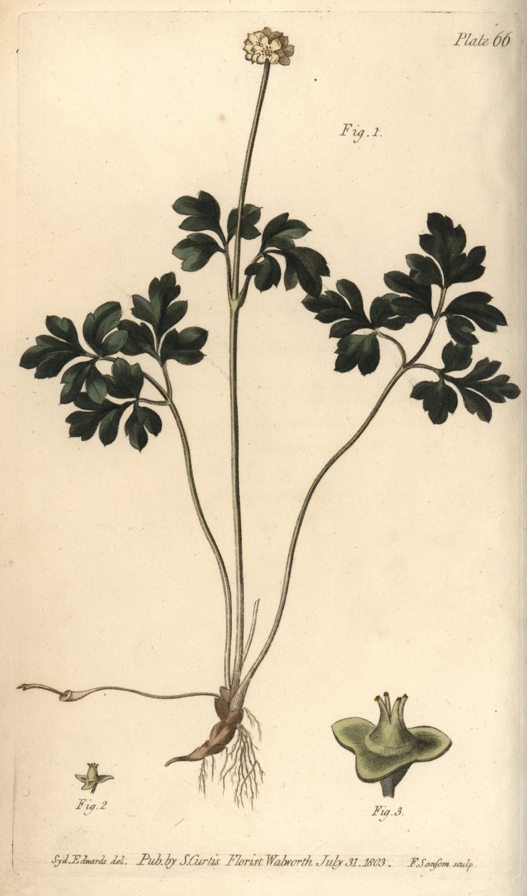 Moskusrod, Adoxa moschatellina, Tetragynia, blomst 1 og pistilla 2,3. Håndfarvet kobberstik af F. Sansom af en botanisk illustration af Sydenham Edwards til William Curtis