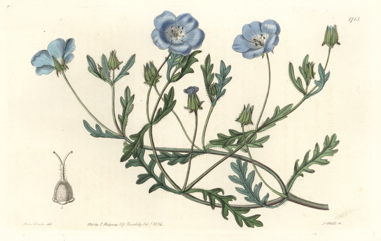 Namophile maculee, oprindeligt fra Californien - Water forte af S. Watts fra en illustration af Sarah Anne Drake (1803-1857), fra det botaniske register af Sydenham Teast Edwards