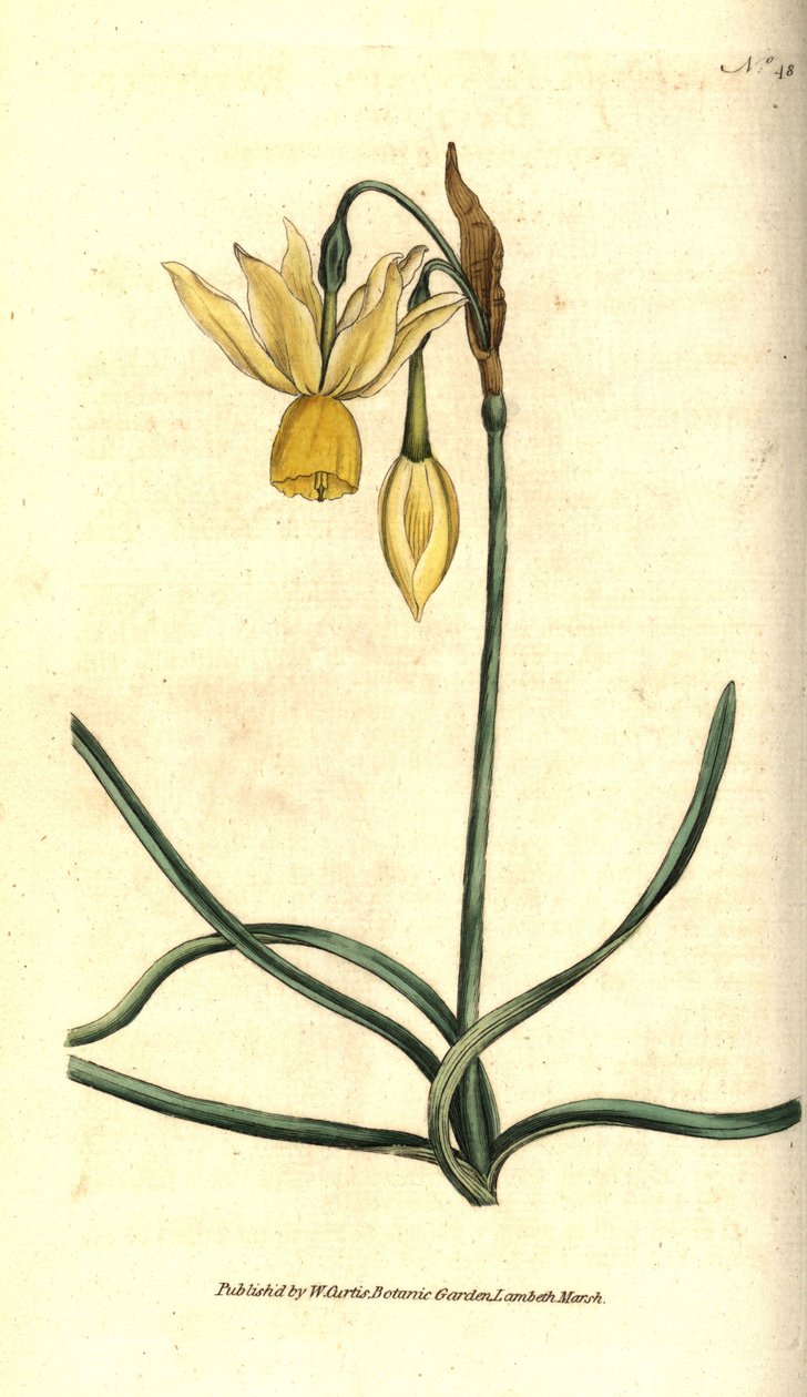 Narcissus - Reflekseret påskelilje, Narcissus triandrus. Håndfarvet kobberstik efter en botanisk illustration af James Sowerby fra William Curtis