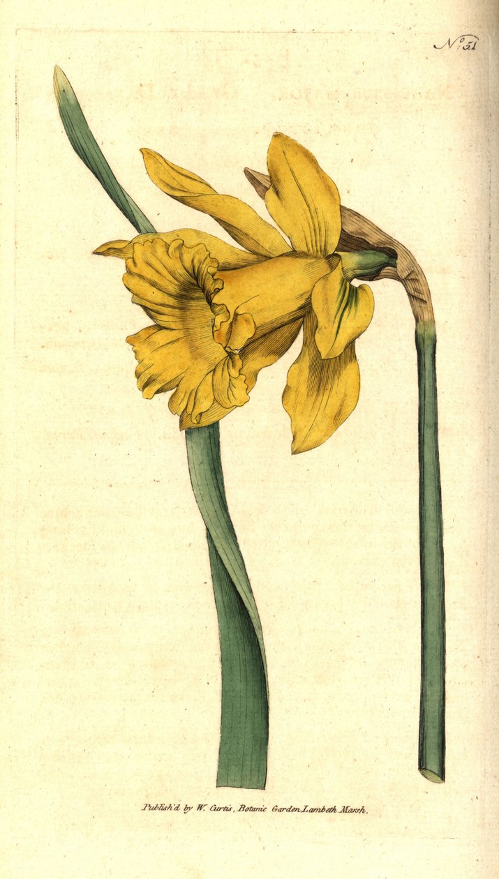Narcissus - Spansk påskelilje, Narcissus hispanicus (Stor påskelilje, Narcissus major). Håndfarvet kobberstik efter en botanisk illustration fra William Curtis