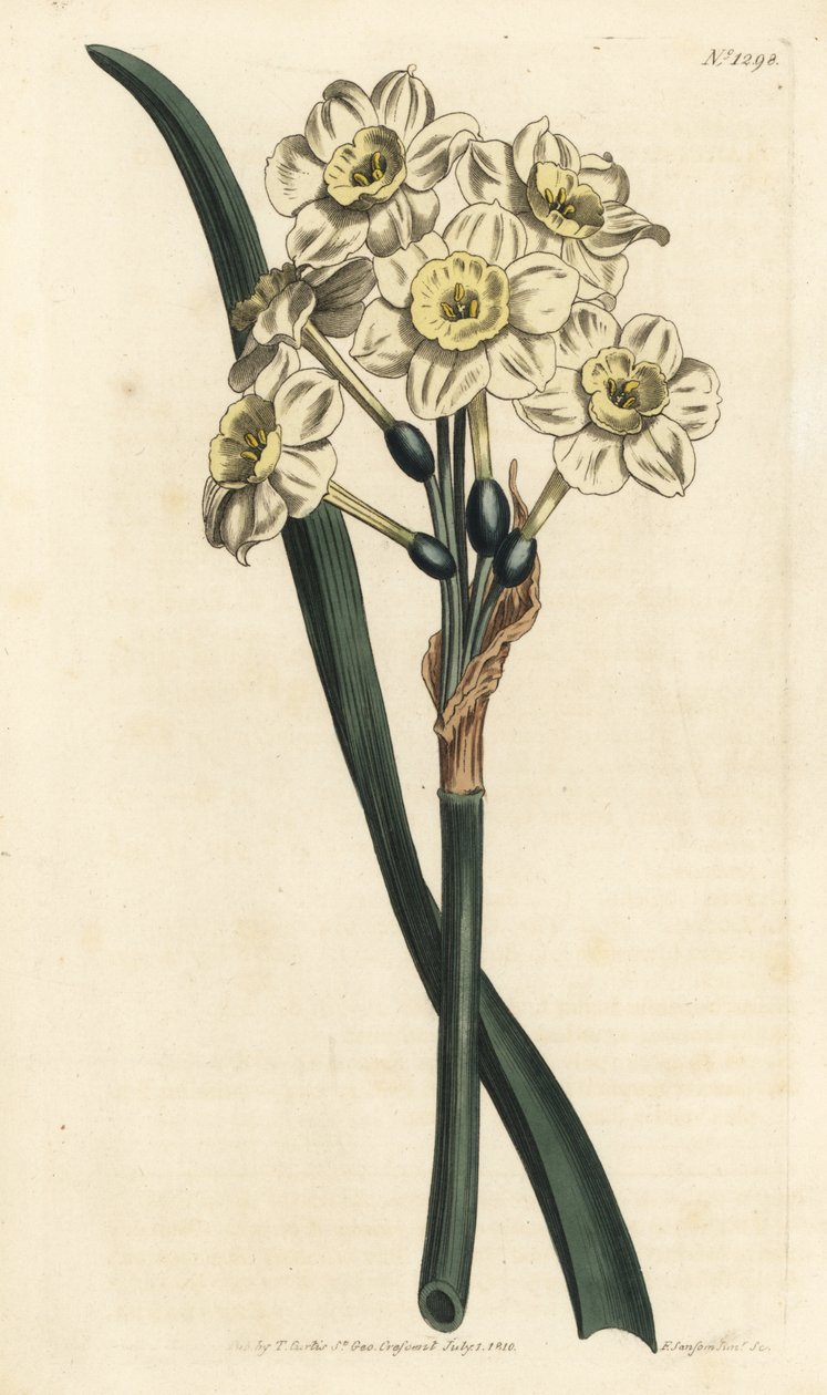 Narcissus en buket - bundtblomstret påskelilje, Narcissus tazetta (Bleg-cupped white garden narcissus; Narcissus orientalis) - Håndfarvet kobberstik af F. Sansom Jr. efter en illustration af Sydenham Edwards fra William Curtis