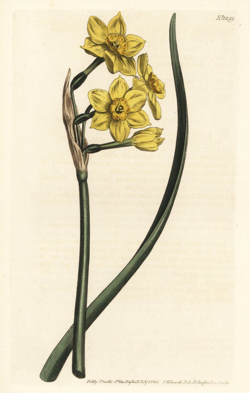 Narcissus en buket Buntblomstret påskelilje, Narcissus tazetta subsp. aureus (narcisser med påskeliljeduft, Narcissus bifrons) - Håndfarvet kobberstik af F. Sansom Jr. efter en illustration af Sydenham Edwards fra William Curtis