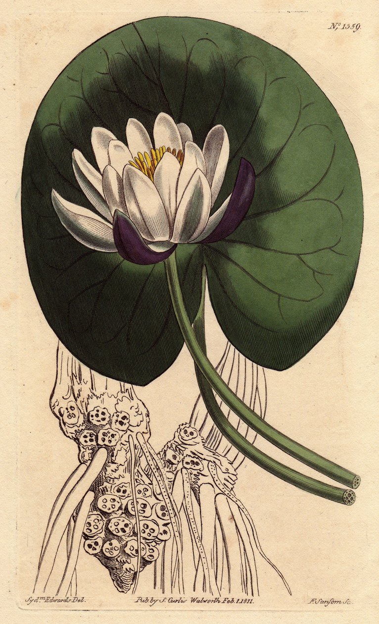 Nenuphar har en stor hvid blomst foran hele sit runde blad. Kopblomstret åkande med stor hvid blomst foran rund liljepude. Nymphaea nitida. Håndfarvet kobberstik fra en botanisk illustration af Sydenham Edwards fra William af Sydenham Teast Edwards
