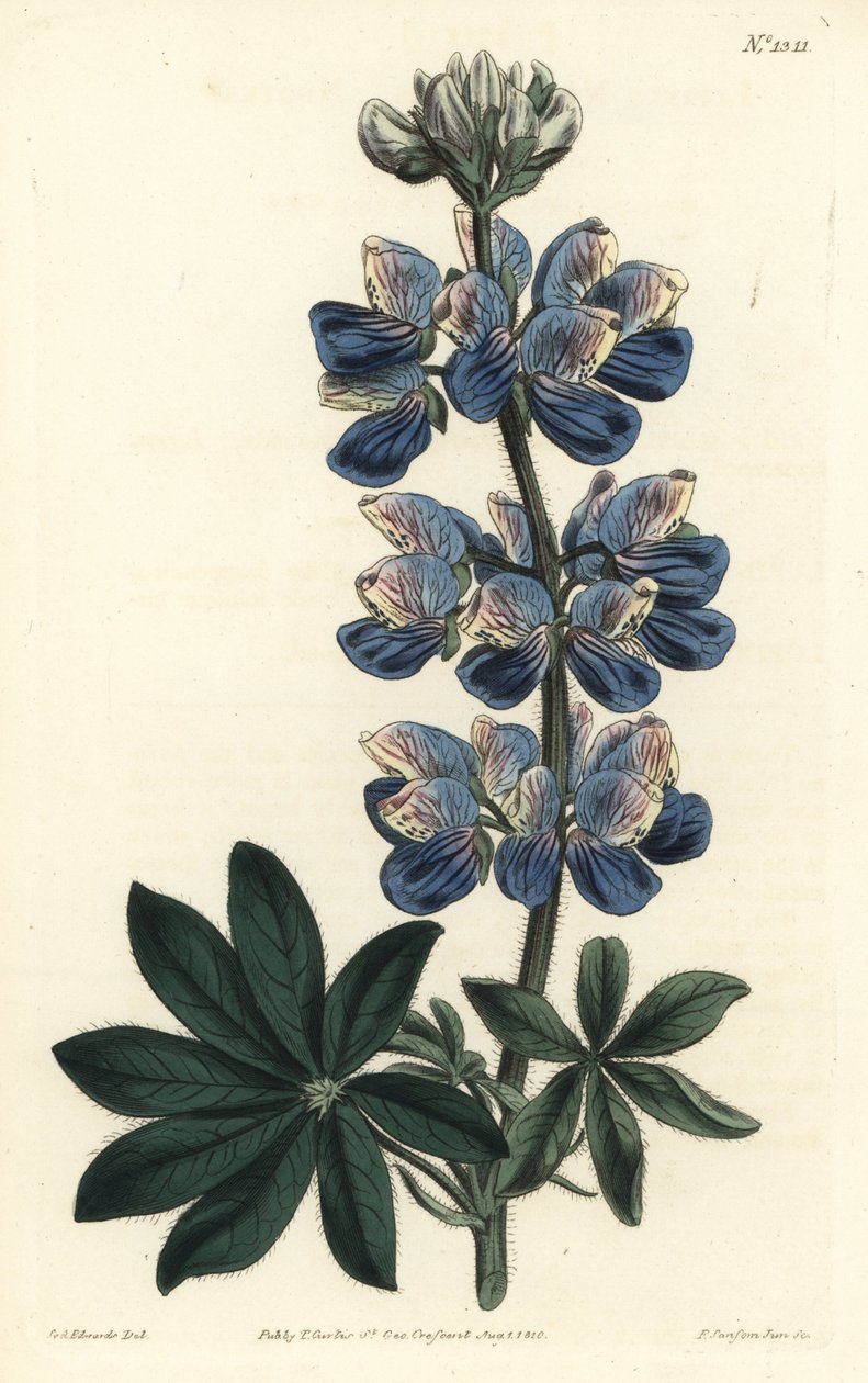Nootka Lupin - Nootka-Lyd lupin, Lupinus nootkatensis. Håndfarvet kobberstik af F. Sansom Jr. efter en illustration af Sydenham Edwards fra William Curtis