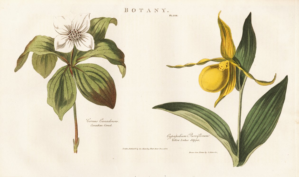 Nordamerikanske vilde blomster: Kanadisk bærmispel og gul mariehøne af Sydenham Teast Edwards
